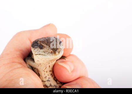 Australier Baby Eastern Blue Tongue Lizard closeup bei Erwachsenen hand auf weißem Hintergrund im Querformat und kopieren Raum oben isoliert - nettes Stockfoto