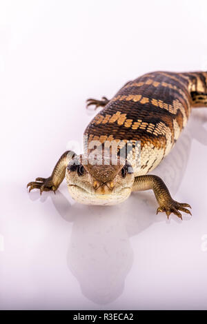 Australische Jugendliche Eastern Blue Tongue Lizard selektiven Fokus, Nahaufnahme grell auf den Betrachter in 'Ich wage Sie 'Verteidigung auf weißem Hintergrund Stockfoto