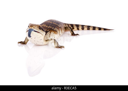 Australische Jugendliche Eastern Blue Tongue Lizard Zunge in der Verteidigung ausgesetzt, selektiver Fokus, Nahaufnahme auf reflektierende perspex Basis in Landschaft isoliert Stockfoto