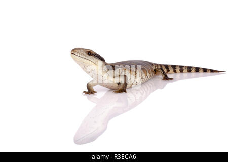 Australische Jugendliche Eastern Blue Tongue Lizard isoliert Reflexion und Nahaufnahme auf der Suche nach Sicherheit auf reflektierende weiße Perspex base Metapher für sichere Stockfoto