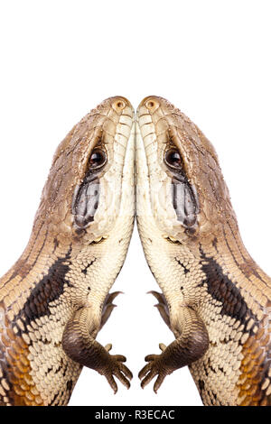 Australische Jugendliche Eastern Blue Tongue Lizard Haut an Haut Verbindung vor Zunge in der Verteidigung auf weißem Hintergrund Hochformat isoliert Stockfoto