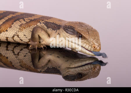 Australische Jugendliche Eastern Blue Tongue Lizard Zunge in der Verteidigung ausgesetzt - Selektive konzentrieren und schließen auf spiegelnden Plexiglas im Querformat isoliert Stockfoto