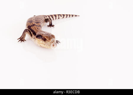 Australier Baby Eastern Blue Tongue Lizard closeup zu Fuß auf reflektierende weiße Plexiglas vor weißem Hintergrund im Querformat isoliert Stockfoto