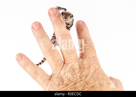 Australier Baby Eastern Blue Tongue Lizard Klettern nach Hand, Nahaufnahme auf weißem Hintergrund im Querformat isoliert, nett, ruhig, selbstsicher Stockfoto