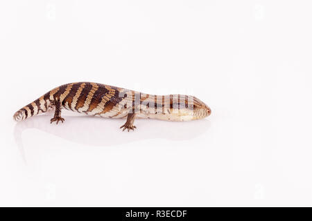 Australier Baby Eastern Blue Tongue Lizard closeup zu Fuß auf reflektierende weiße Plexiglas vor weißem Hintergrund im Querformat isoliert Stockfoto