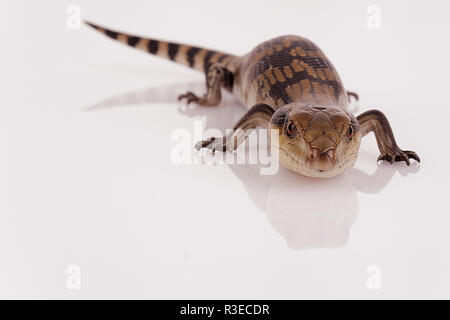 Australier Baby Eastern Blue Tongue Lizard blitzte Viewer bereit zu zischen, selektiver Fokus und Closeup auf weißen retroreflektierenden Perspex base isoliert Stockfoto
