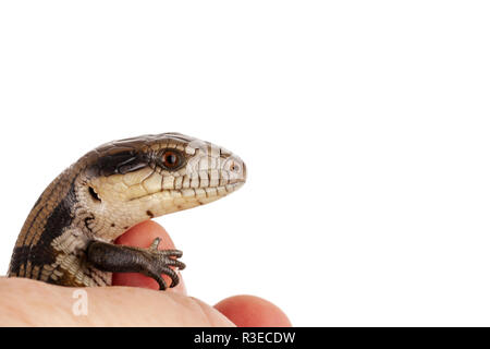 Australier Baby Eastern Blue Tongue Lizard closeup auf weißem Hintergrund mit Kopie an oben und an der Seite von Querformat isoliert Stockfoto