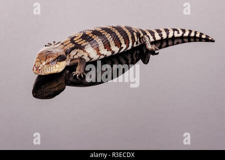 Australier Baby Eastern Blue Tongue Lizard Nahaufnahme von Schlafen auf reflektierende [schwarz] Plexiglas Sockel mit Kopie Raum im Querformat isoliert Stockfoto
