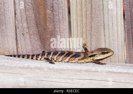 Australische Jugendliche Eastern Blue Tongue Lizard closeup in natürlicher Umgebung im Freien - Weichholz Grenze zaun Sonnen in der frühen Morgensonne Stockfoto