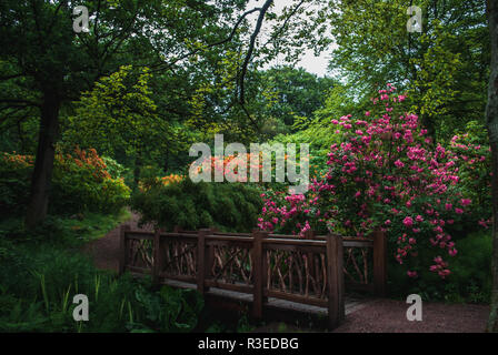 Verschiedene bunte Blumen in Azaleadalen, Göteborg, Schweden Stockfoto