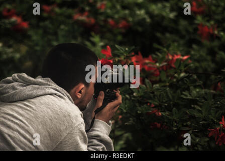 Fotograf fotografiert rote Blumen in Azaleadalen, Göteborg, Schweden Stockfoto