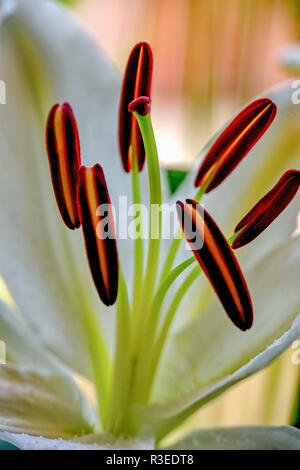 Staubgefäße einer Hippeastrum mit weißen Fäden und prominenten Antheren mit Pollen Stockfoto