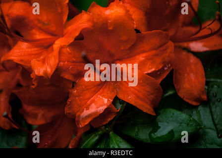 Orange lebendige Blumen bedeckt mit Wasser in Azaleadalen, Göteborg, Schweden Stockfoto
