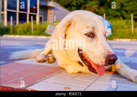 Low Angle View auf Hund bis Entspannung am frühen Morgen ist Sonne, Dämmerung, auf eine geflieste Gehweg. Stockfoto