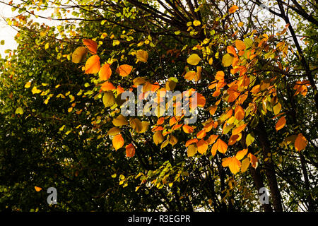 Gelb und Orange gefärbt fallen Blätter eines Baumes Stockfoto