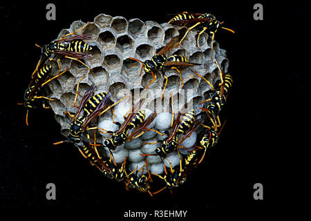 Isolierte gemeinsame Wespennest (feldwespe dominulus) - closeup Makro Foto Stockfoto