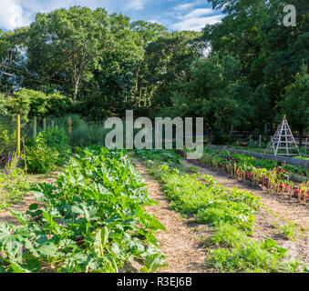 Großen Gemüsegarten an einem hellen Sommertag in Eastern Long Island, NY Stockfoto