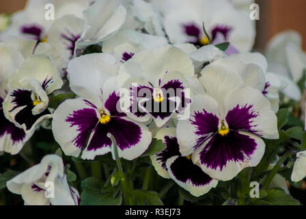 Ein paar violette und weiße Blumen Stockfoto