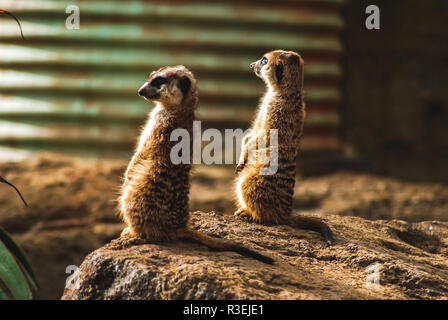 Zwei Erdmännchen, die aus einem Felsen im Zoo von Auckland, Neuseeland, 2017, schauen Stockfoto