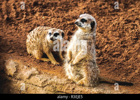 Zwei Erdmännchen, die aus einem Felsen im Zoo von Auckland, Neuseeland, 2017, schauen Stockfoto