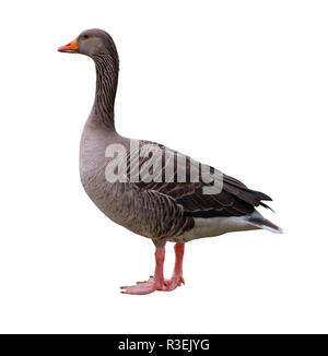 Eine graue Gans isolades auf weißem Hintergrund Stockfoto