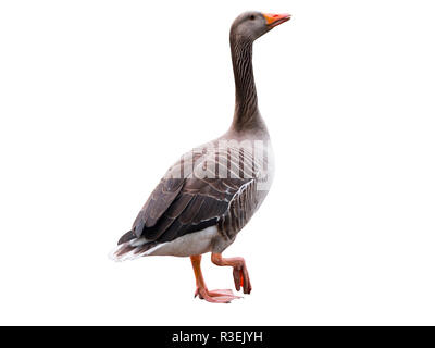 Eine graue Gans isolades auf weißem Hintergrund Stockfoto