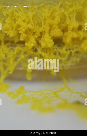 Gelbe Schleimpilze Physarum polycephalum () Wachsende und Netzwerk aus Agar Petrischale. Molekularbiologie Projekt, Schottland, Großbritannien. Stockfoto