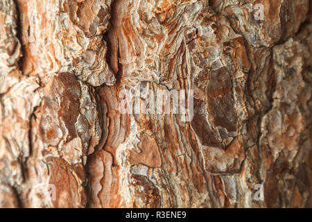 Rinde von Pine Tree Textur Hintergrund. Close-up. Tageslicht Stockfoto