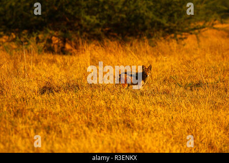 Black-backed jackal Straße Stockfoto