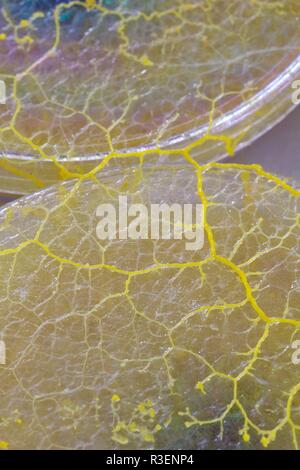 Gelbe Schleimpilze Physarum polycephalum () Wachsende und Netzwerk aus Agar Petrischale. Molekularbiologie Projekt, Schottland, Großbritannien. Stockfoto