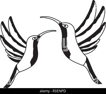 Kolibris fliegen tropischen auf weißem Hintergrund Stock Vektor