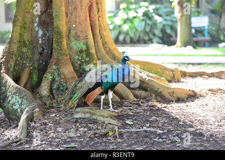 Ein Pfau in Florida Stockfoto