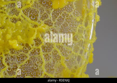 Gelbe Schleimpilze Physarum polycephalum () Wachsende und Netzwerk aus Agar Petrischale. Molekularbiologie Projekt, Schottland, Großbritannien. Stockfoto