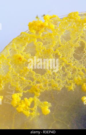 Gelbe Schleimpilze Physarum polycephalum () Wachsende und Netzwerk aus Agar Petrischale. Molekularbiologie Projekt, Schottland, Großbritannien. Stockfoto