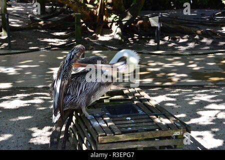 Ein Pelikan Reinigung selbst an der Florida Keys in Amerika. Stockfoto