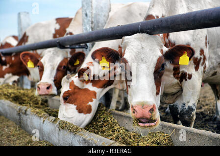 Kühe auf dem Bauernhof essen Heu im Stall. Kuh mit Blick auf die Kamera während der Fütterung Stockfoto