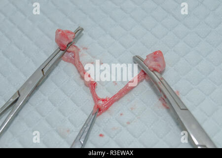 Cat Eierstöcke und Gebärmutter entfernt. Spay und Neutrum. Stockfoto