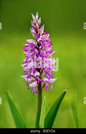 Schließen Helm-knabenkraut Orchis militaris Stockfoto