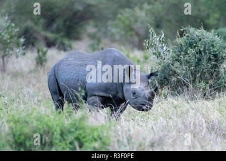 Vom Aussterben bedrohten schwarzen Nashörner (Diceros bicornis Michaeli) in Kenia Stockfoto