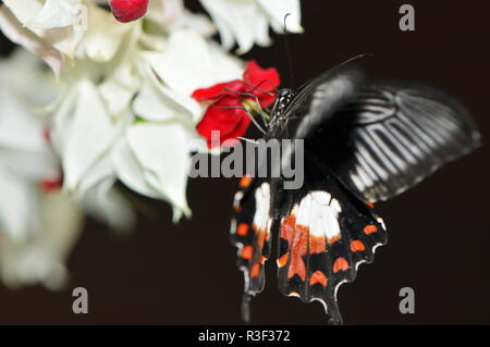 Parides photinus Stockfoto