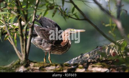 Grüne Heron Stockfoto