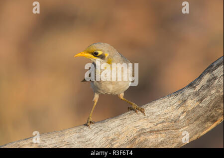 Eine gelb-throated Bergmann, Manorina flavigula, stehend auf einem Ast mit unscharf Hintergrund. Stockfoto