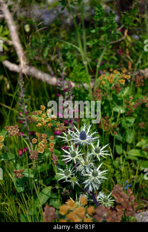 Eryngium Planum, Sea Holly, bupleurum Fruticosum, Blume, Blumen, Kombination, RM floral Stockfoto