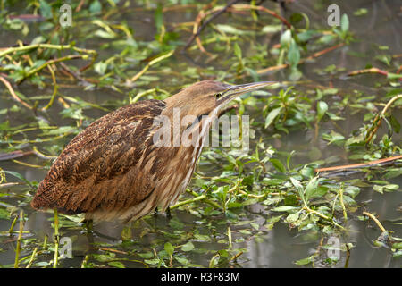 Amerikanische Rohrdommel (Botaurus lentiginosus), Yolo County California Stockfoto