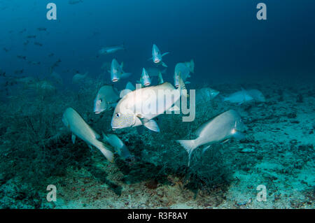 Gold-gepunktete Süsslippen [Plectorhinchus flavomaculatus]. Triton Bay, West Papua, Indonesien. Stockfoto