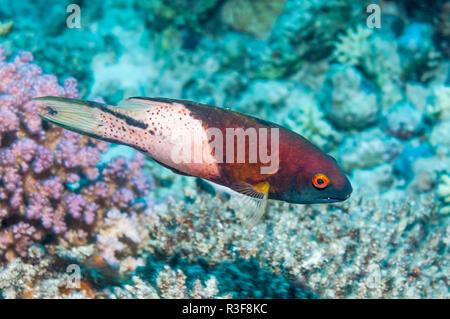 Bodianus anthioides Lyretail hogfish [], Ägypten, Rotes Meer. Stockfoto