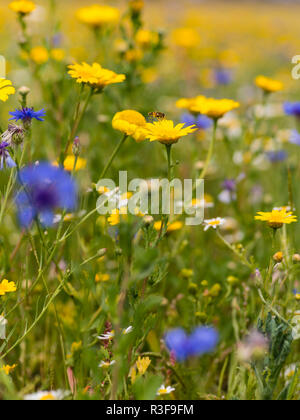 Nahaufnahme eines wildflower Meadow in den Cotswolds, England, mit einem Hoverfly über zu landen auf einer Blume Stockfoto