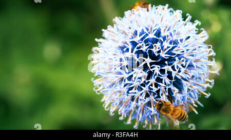 Biene auf Löwenzahn - Biene auf einer Blume - Blumen, Blüten, Blumen, schöne, Stockfoto