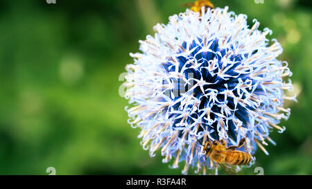 Biene auf Löwenzahn - Biene auf einer Blume - Blumen, Blüten, Blumen, schöne, Stockfoto