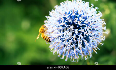 Biene auf Löwenzahn - Biene auf einer Blume - Blumen, Blüten, Blumen, schöne, Stockfoto